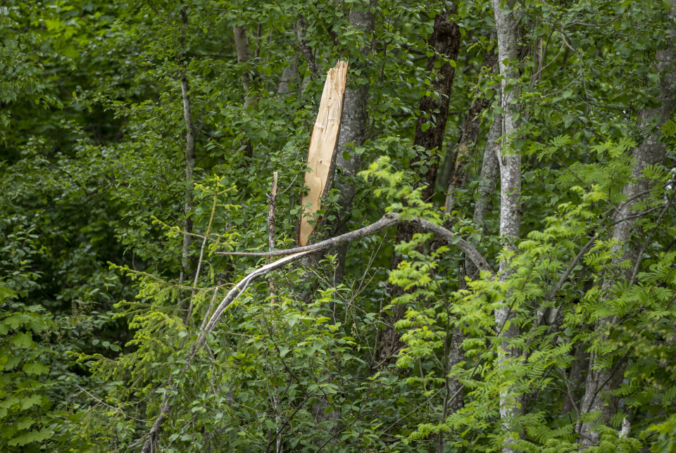Reagerer på brutal kapping langs veiene: - Ser ut som en krigssone
