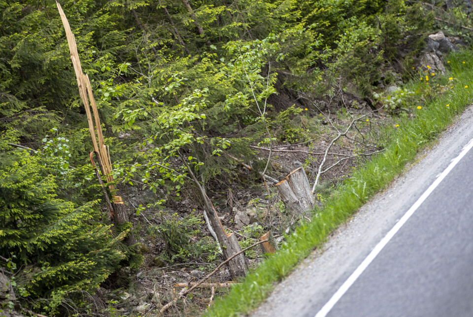 Reagerer på brutal kapping langs veiene: - Ser ut som en krigssone