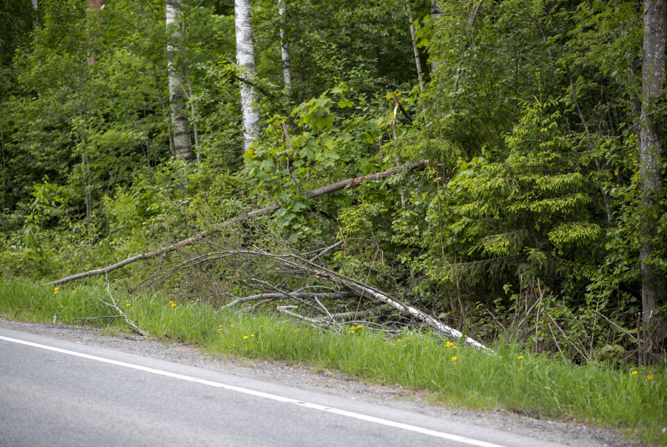 Reagerer på brutal kapping langs veiene: - Ser ut som en krigssone