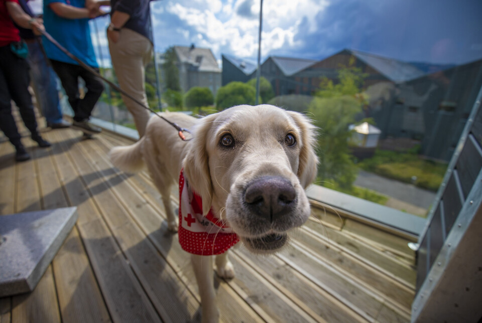 Golden Retrieveren Luna (2) er nettopp uteksaminert som besøkshund i tjeneste for Røde Kors Lier. Toåringen er ekstremt glad i kos og tilbyr beboerne selskap de ellers ikke ville fått.