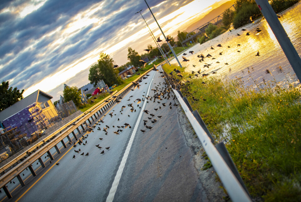 PÅ UPLØYD MARK: Ingen tvil om at fuglelivet sprudler langs Drammenselva under flommen, og åpenbart også finner seg til rette på både asfalt og autovern.