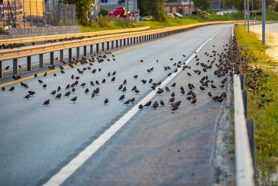 MILJØFORANDRING: En hel armada av småfugl benyttet anledningen til å «kolonisere» den for anledningen øde veistrekningen på E134.
