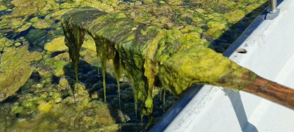 Ikke i rute med å redde Oslofjorden