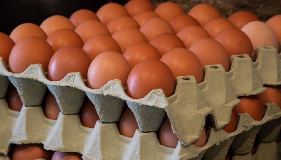 - Det blir nok egg til jul