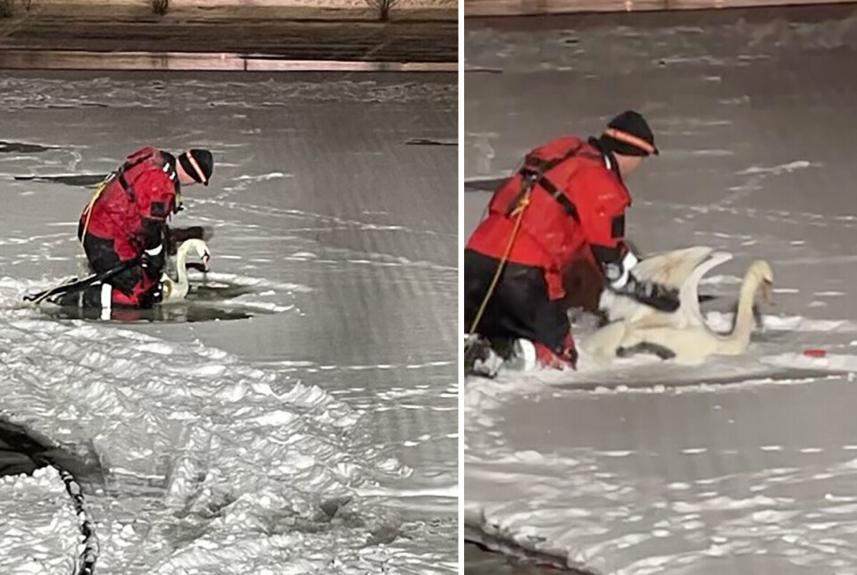 Fastfryst svane reddet av brannvesenet