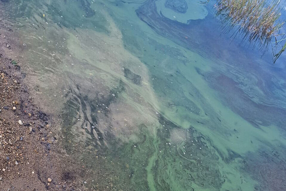 ALGER: Her fra Fiskumvannet.