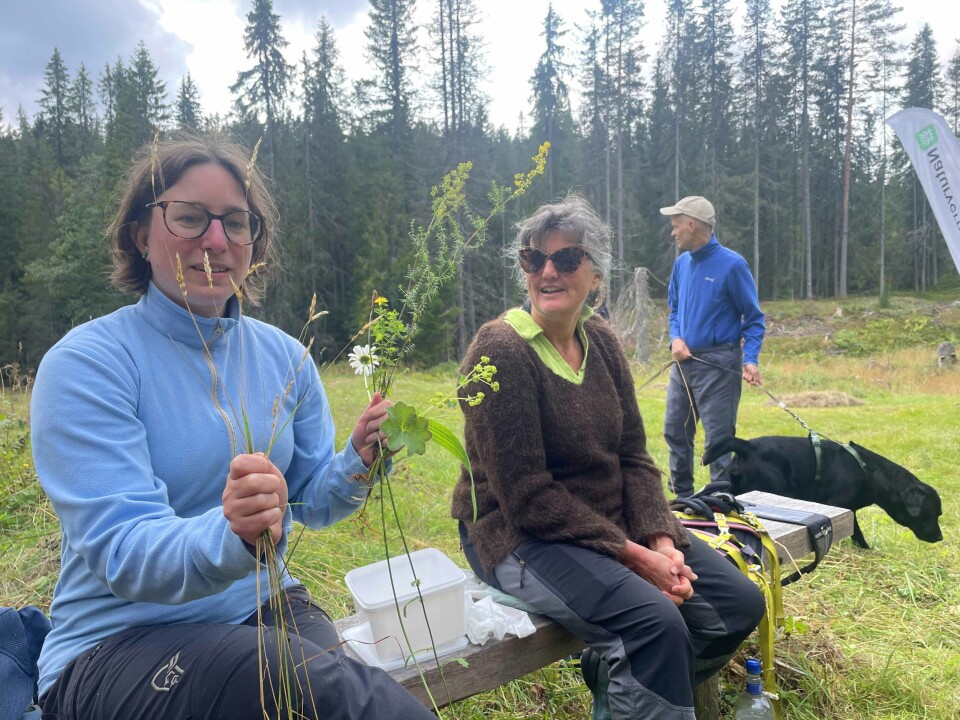 Naturforvalter Lise Davanger Häusler i Drammen kommune viser Astrid Busengdal fra Naturvernforbudet litt av den artsrike floraen på Myresetervollene.