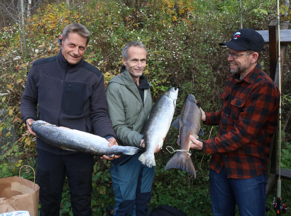 Klar forskjell på oppdrettslaks og villaks – se bare på halefinnen, mener Per Saastad (t.v.) Tor Arne Andreassen og Torfinn Evensen Nordhov.