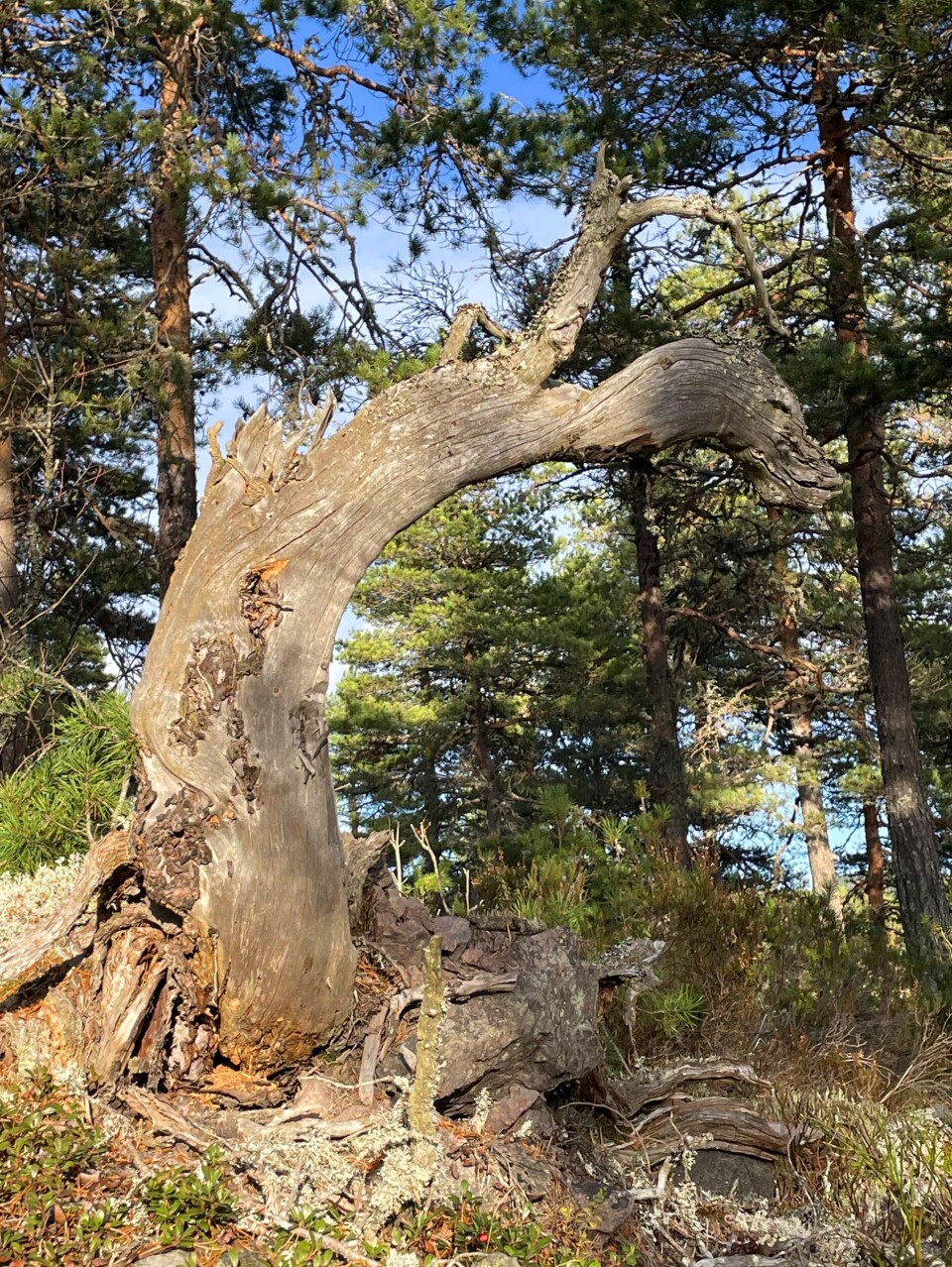 Naturens kunst mellom Røysås og Skivåsen.