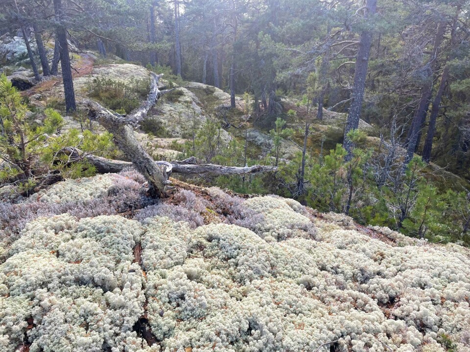 Vakker lav i gammel furuskog mellom Røysåsen og Skivåsen.