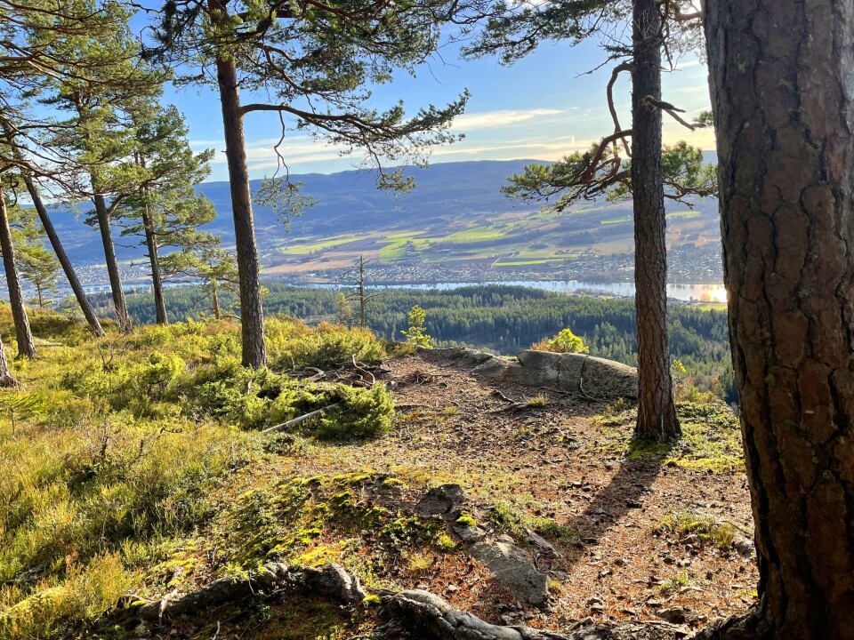 Herlig natur med storslått utsikt oppe på Skivåsen (ca. 400 moh).