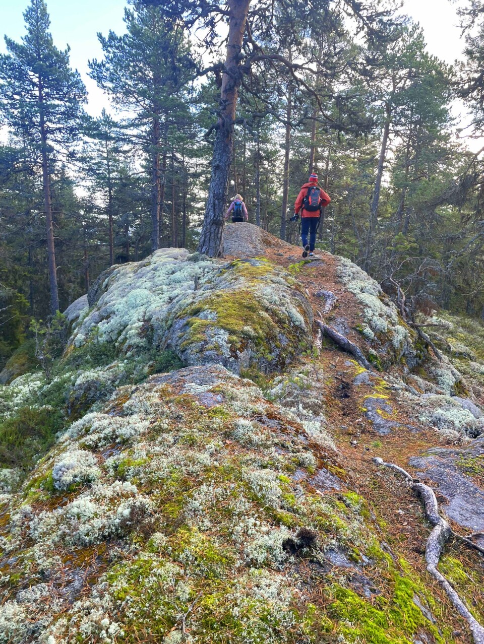 Herlig turterreng mellom Skivåsen og Røysåsen