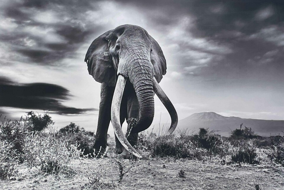 Craig er verdens største elefant. Her fotografert av Tom Schandy med Kilimanjaro i bakgrunnen. Dette er et av bildene i utstillingen på Galleri Unique i Gågata.