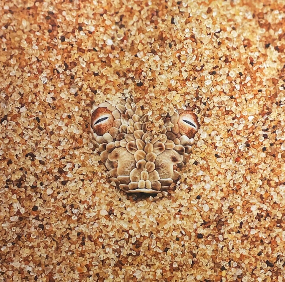 Denne slangen som skjuler seg i ørkenen i Namibia ble fotografert av Tom Schandy for kun tre uker siden. Fra utstillingen på Galleri Unique i Gågata.