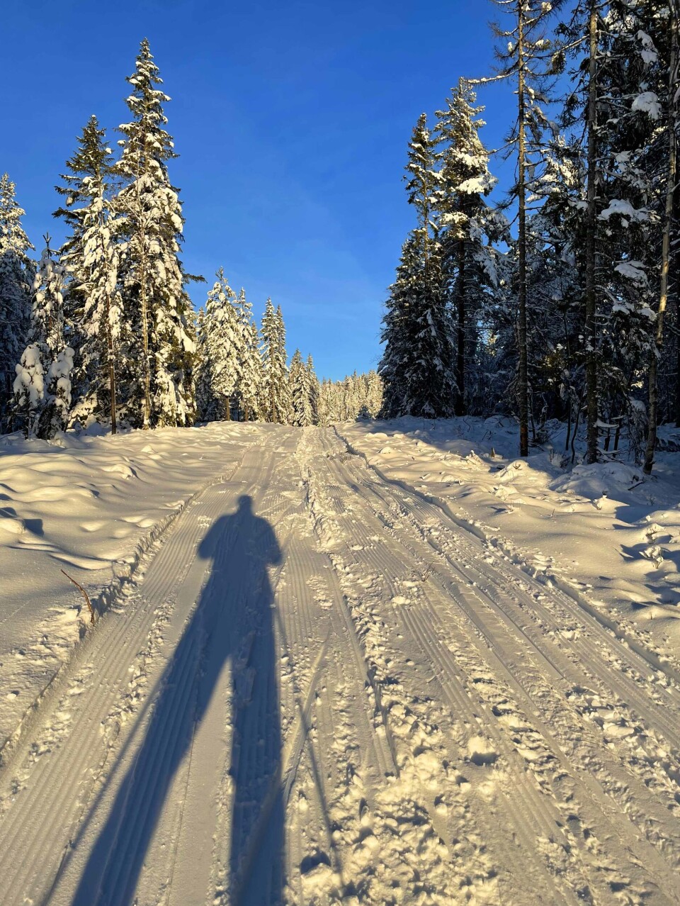 Herlig vinter i marka - slik er løype-status