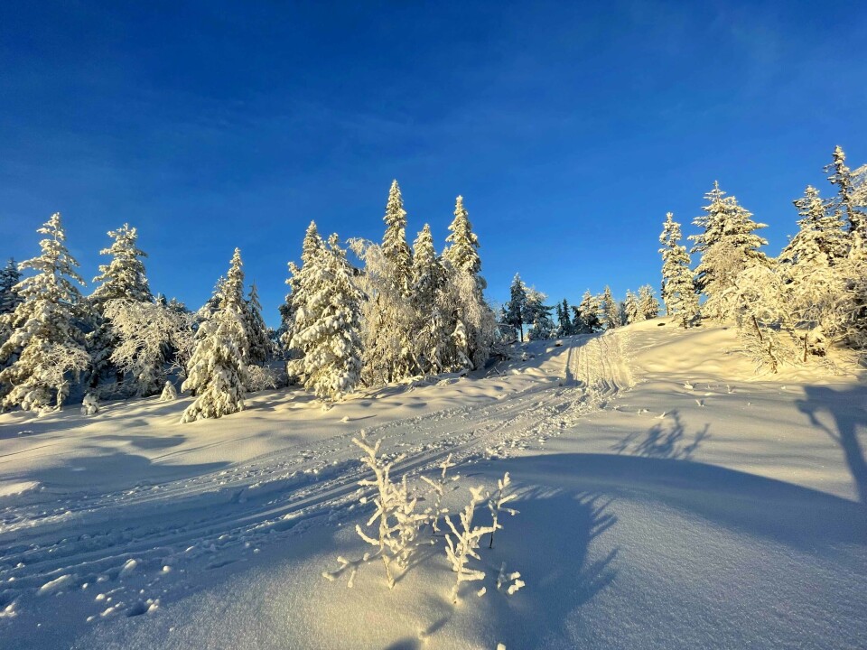 Herlig vinter i marka - slik er løype-status
