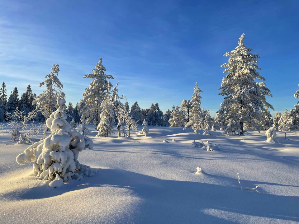 Skikkelig vinter inne på Skimtheia i Drammensmarka om dagen.