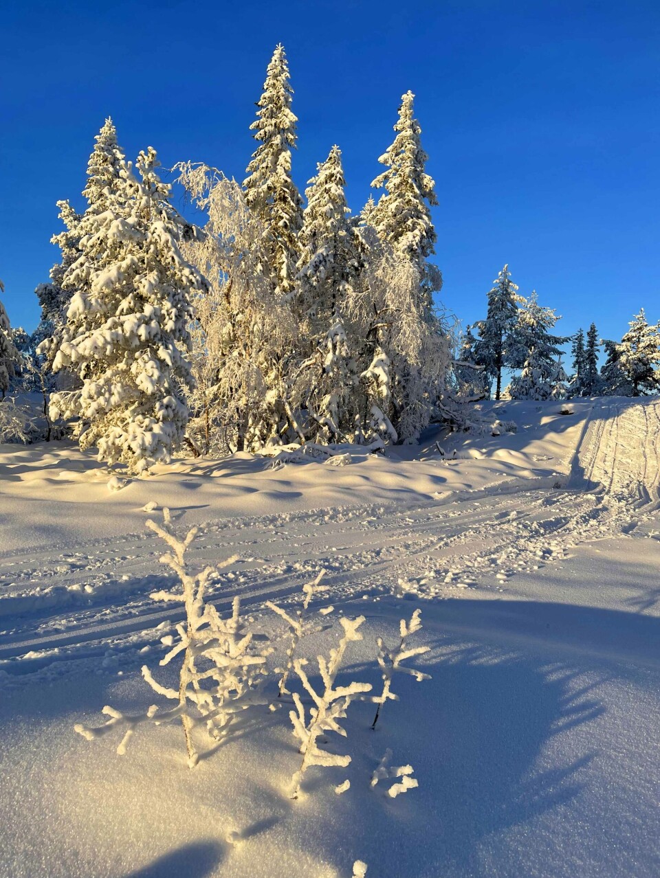 Herlig vinter i marka - slik er løype-status