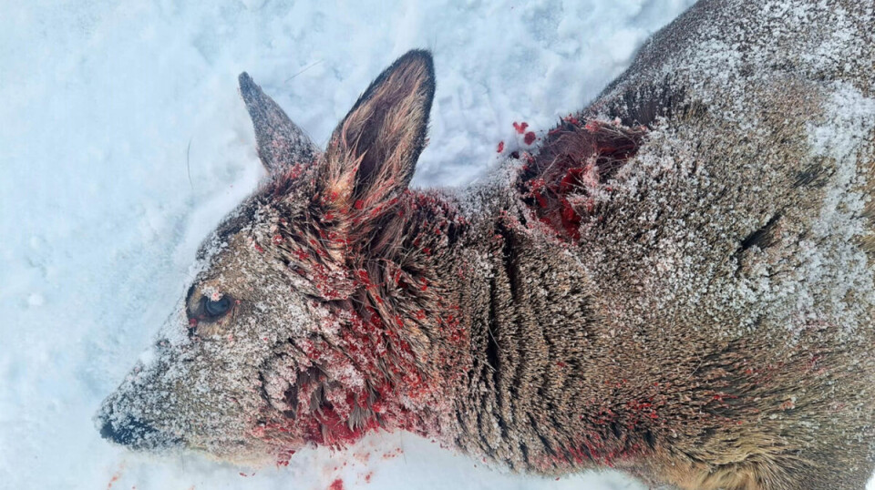 Med de økende snømengdene er rådyr spesielt utsatt og søker til vei. Det fører til påkjørsler og ofte store lidelser.