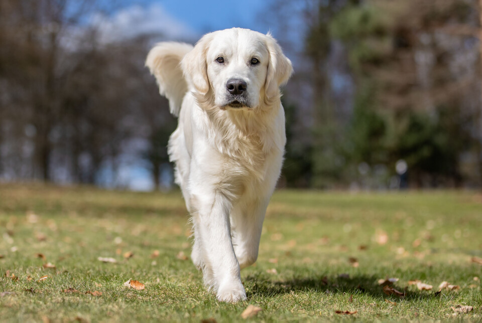 Golden retriever er Norges mest populære hund