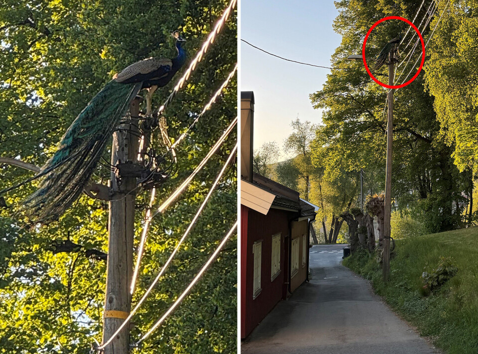 Påfugl på eventyr fløy avsted: - Mektig imponert