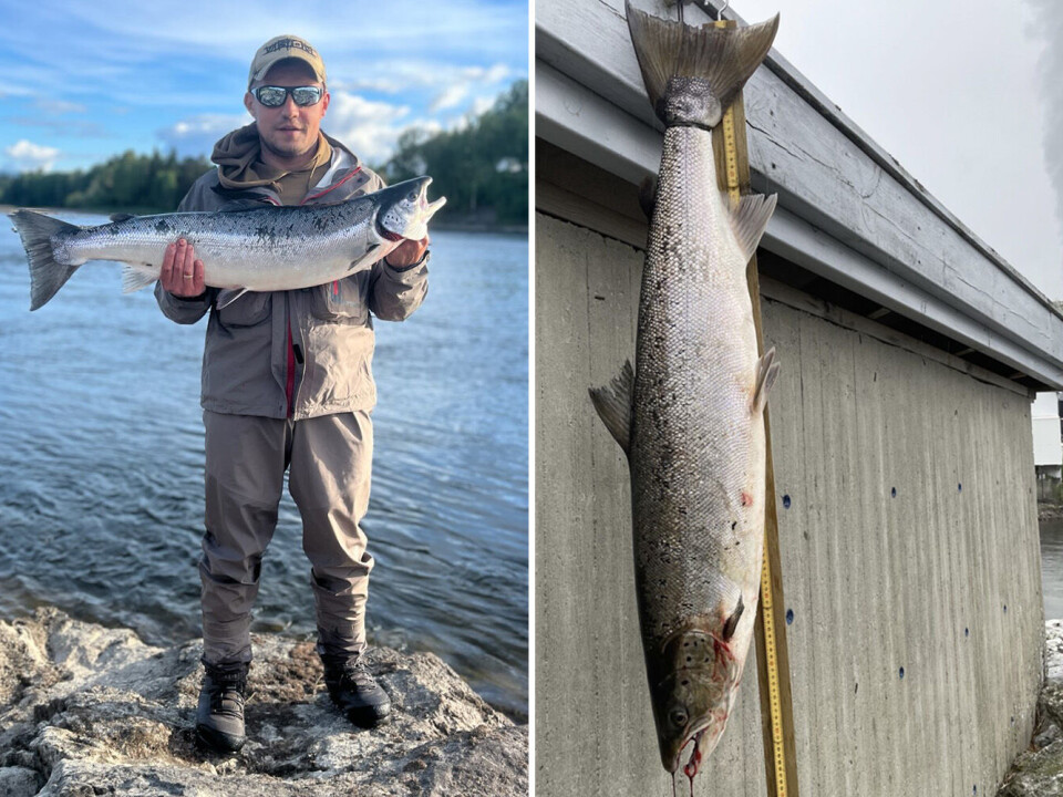 GLADLAKS: Przemyslaw Tondera fikk årets første napp i Drammenselva i Øvre Eiker med en laks på 8,3 kilo fredag. Laksen til høyre veier 10 kilo og ble tatt av en 11-åring lørdag morgen.