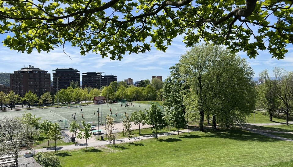 I en ny veileder utarbeidet på oppdrag for Vann- og avløpsetaten i Oslo kommune, gir gressekspert og seniorforsker Trygve Aamlid vanningsråd som både sparer på vannet og gir akseptabel plenkvalitet.