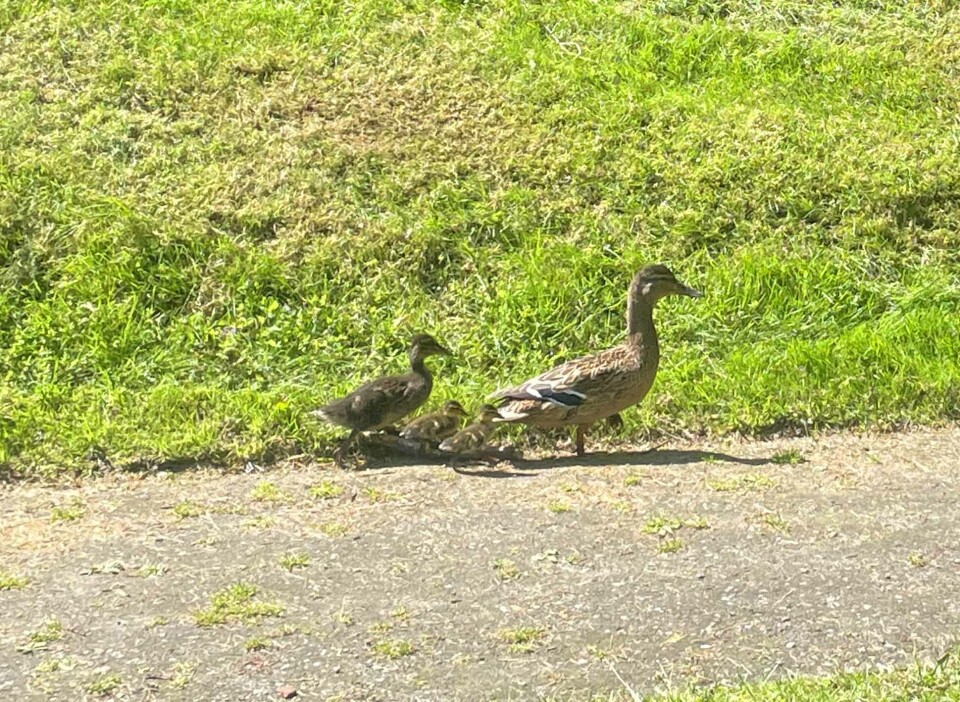 Gulskogen gård - byens grønne oase