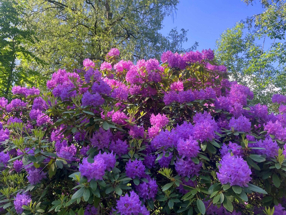 Gulskogen gård - byens grønne oase