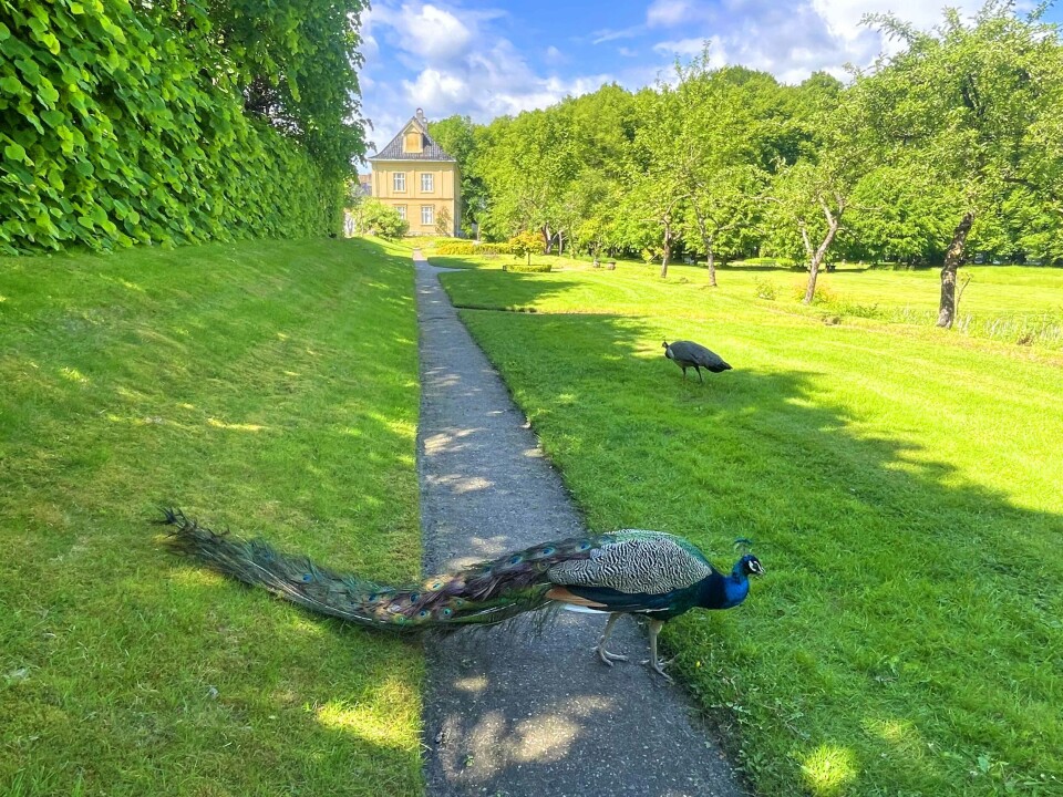 FAST INNSLAG: Påfuglene er et kjent syn i området.