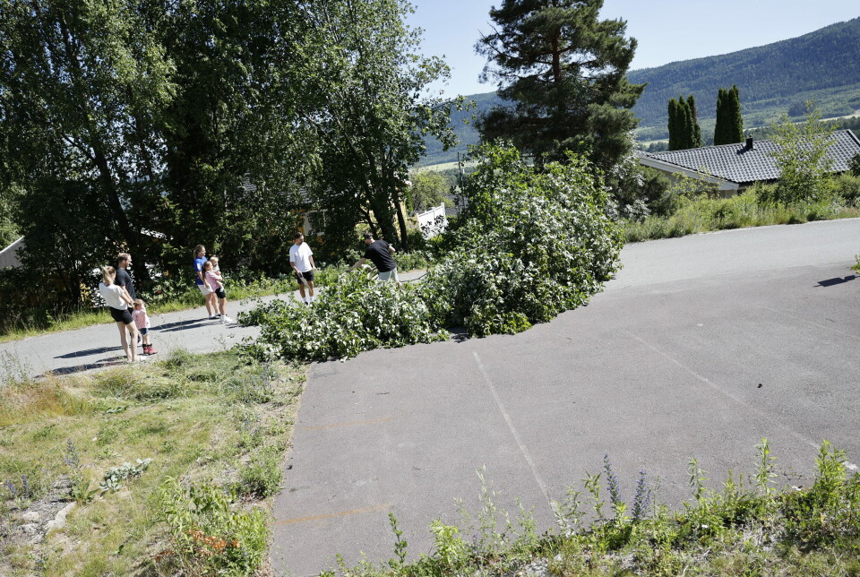 NOK ET TREFALL: Tre over Myrabakken i Solbergelva