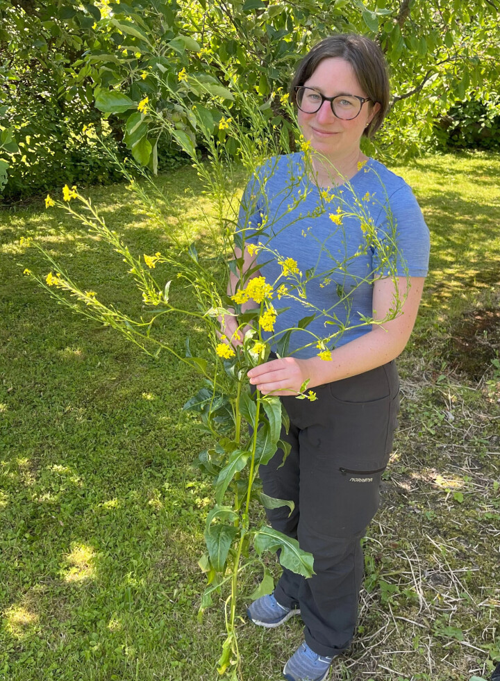 HØY: Russekål er en av de fremmede artene som ofte er å se langs veien – og som vi gjerne vil bli kvitt. Dette eksemplet er nesten avblomstret og har begynt å lage frø.