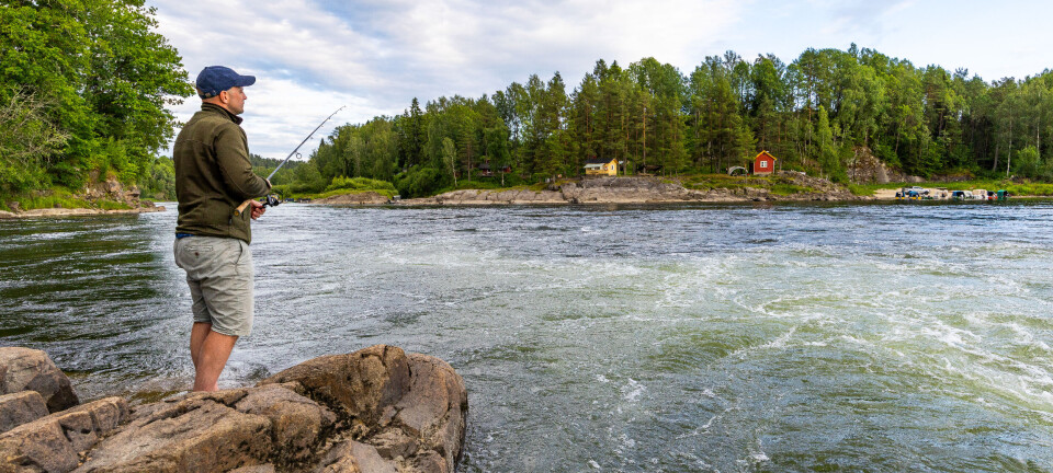 Ingen nye laksefiske-tiltak i sommer
