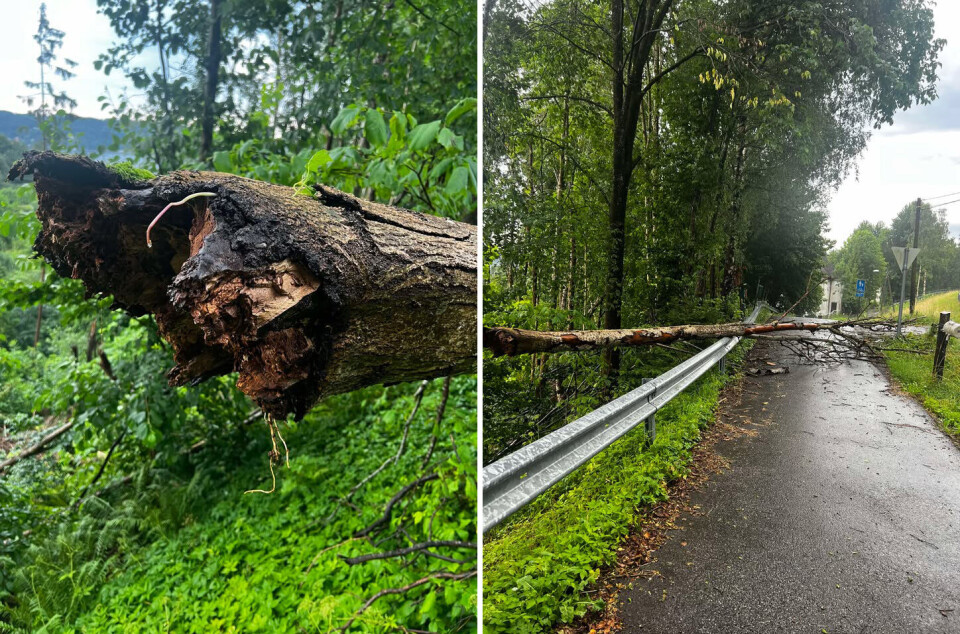 STORE KREFTER: Et lyn flerret dette treet i to med en forkullet stubbe igjen - og landet over en gangvei på Berger. Flere trær bukket under for lynet i Svelvik-området.