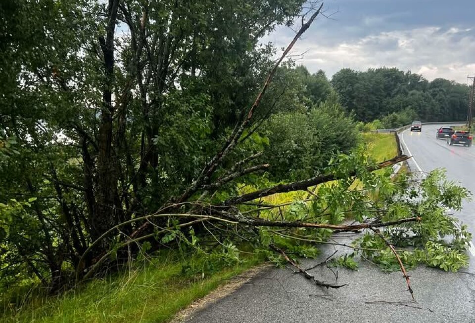 TRÆR OVERENDE: Flere lynnedsslag i Svelvik første til opprydningsarbeid i etterkant.