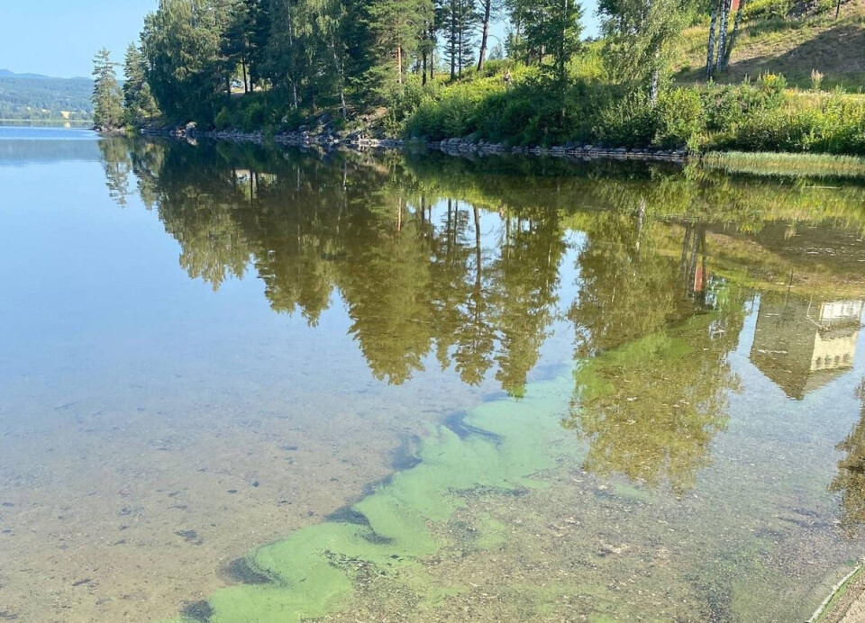 Blågrønnalger er giftige og kan forårsake utslett og sykdom hos oss mennesker. For hus- og kjæledyr kan det være veldig farlig – spesielt om de drikker av vannet.