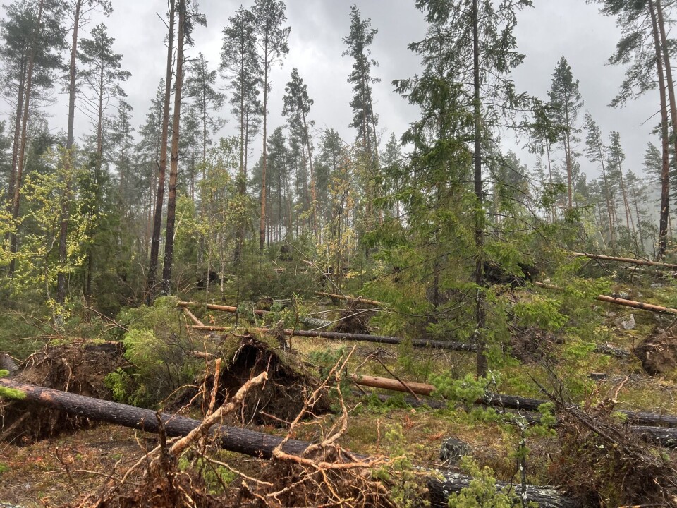 JEVNET MED JORDEN: Lørdag formiddag meldes det om mye trefall i området Langløkka/Årbogen, hvor det har vært voldsomme krefter i sving.